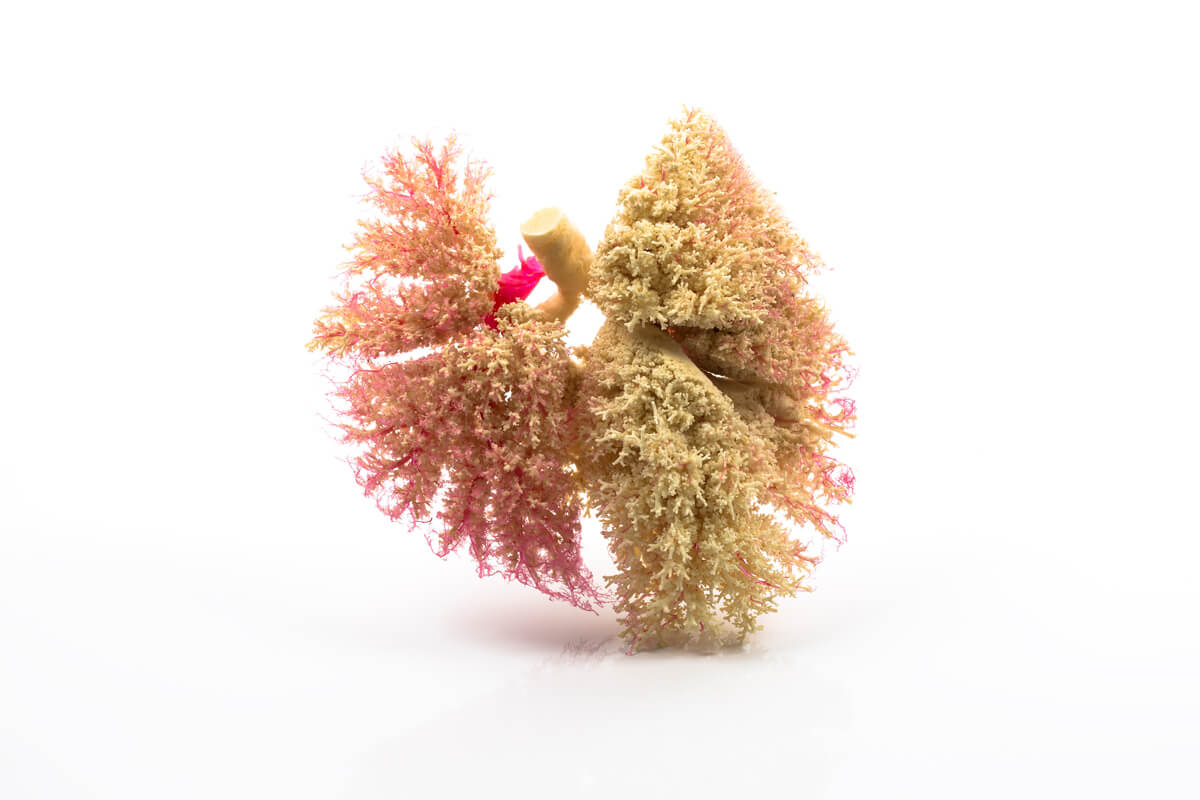 arborea exhibition at gallery 152