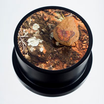 filomena copploa artwork