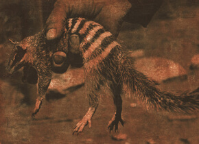 perdita phillips artwork